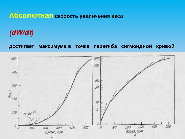 Абсолютная скорость увеличения веса (dW/dt) достигает максимума в точке перегиба сигмоидной кривой,