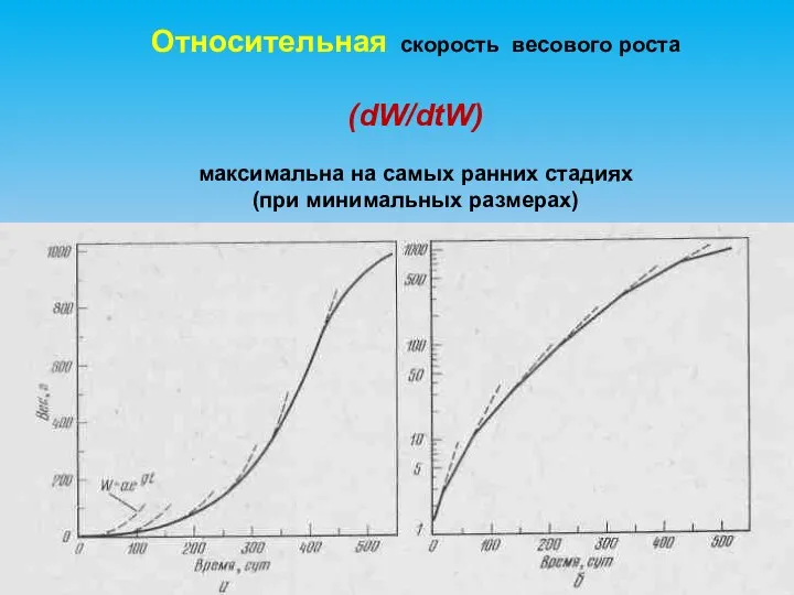 Относительная скорость весового роста (dW/dtW) максимальна на самых ранних стадиях (при минимальных размерах)