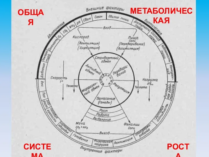 ОБЩАЯ МЕТАБОЛИЧЕСКАЯ СИСТЕМА РОСТА