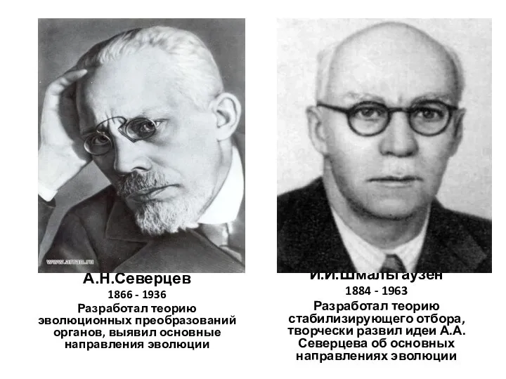 А.Н.Северцев 1866 - 1936 Разработал теорию эволюционных преобразований органов, выявил основные направления