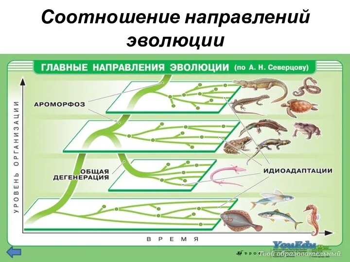 Соотношение направлений эволюции