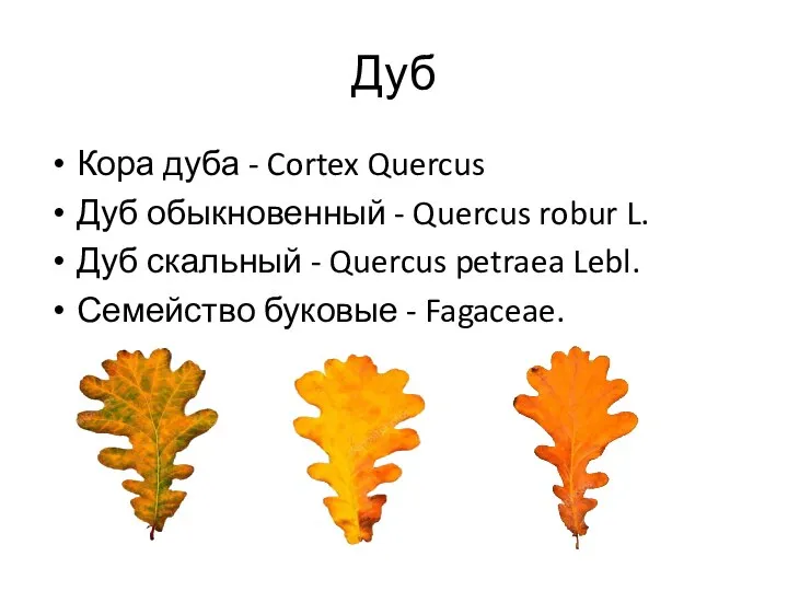 Дуб Кора дуба - Cortex Quercus Дуб обыкновенный - Quercus robur L.