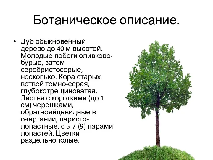 Ботаническое описание. Дуб обыкновенный - дерево до 40 м высотой. Молодые побеги