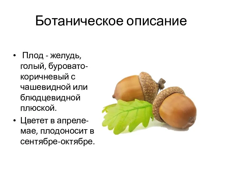 Ботаническое описание Плод - желудь, голый, буровато-коричневый с чашевидной или блюдцевидной плюской.