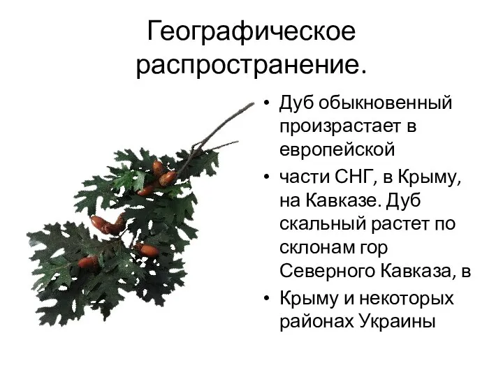 Географическое распространение. Дуб обыкновенный произрастает в европейской части СНГ, в Крыму, на