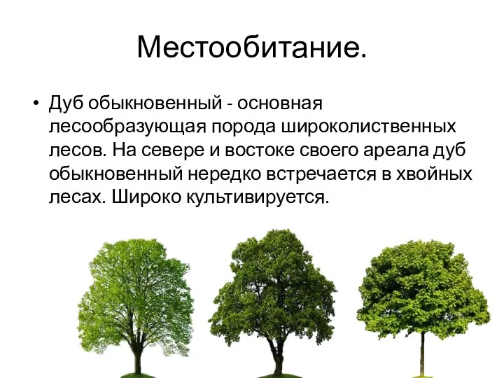 Местообитание. Дуб обыкновенный - основная лесообразующая порода широколиственных лесов. На севере и