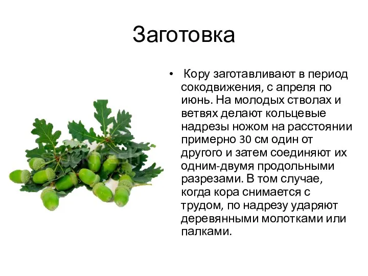 Заготовка Кору заготавливают в период сокодвижения, с апреля по июнь. На молодых