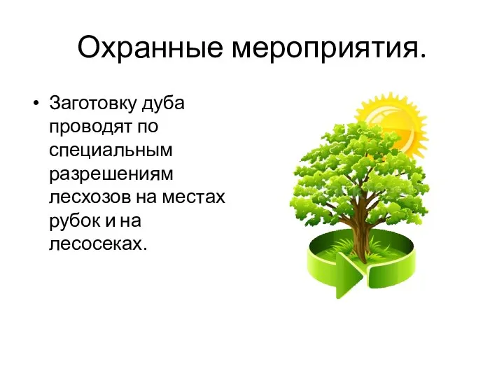 Охранные мероприятия. Заготовку дуба проводят по специальным разрешениям лесхозов на местах рубок и на лесосеках.