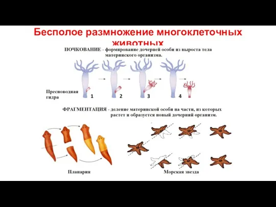 Бесполое размножение многоклеточных животных