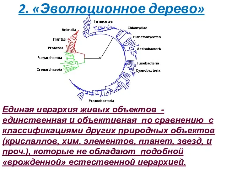 Единая иерархия живых объектов - единственная и объективная по сравнению с классификациями