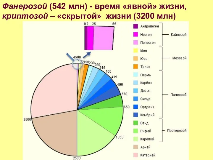 Фанерозой (542 млн) - время «явной» жизни, криптозой – «скрытой» жизни (3200 млн)