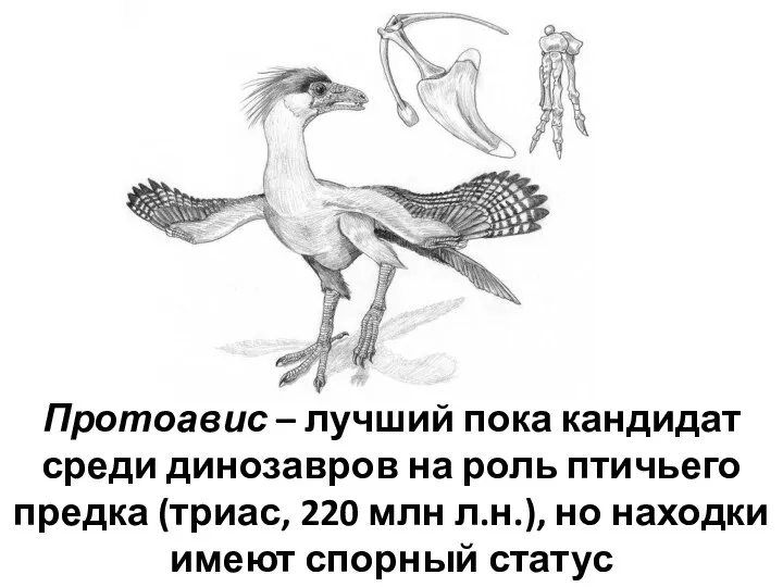 Протоавис – лучший пока кандидат среди динозавров на роль птичьего предка (триас,