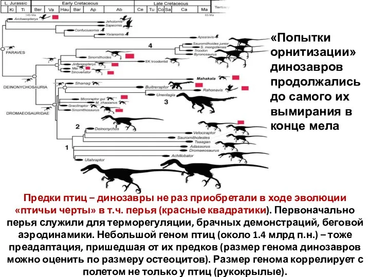 Предки птиц – динозавры не раз приобретали в ходе эволюции «птичьи черты»