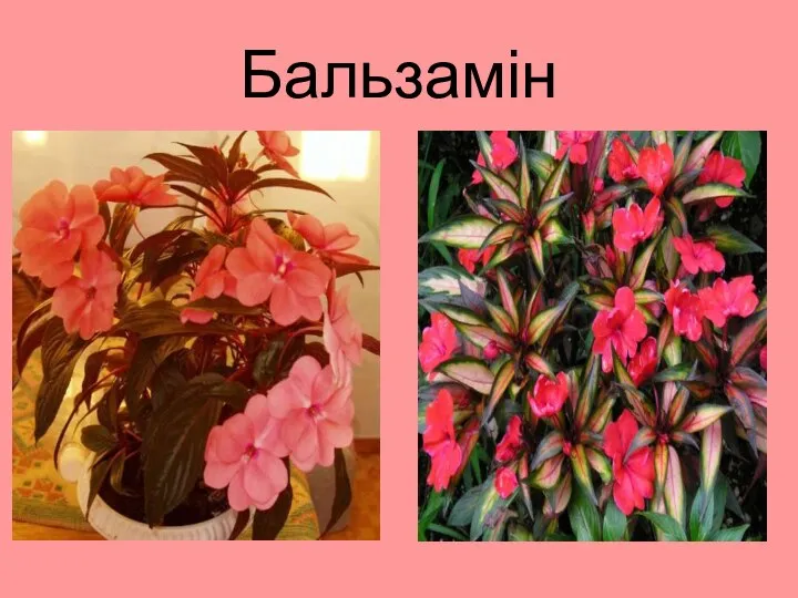 Бальзамін