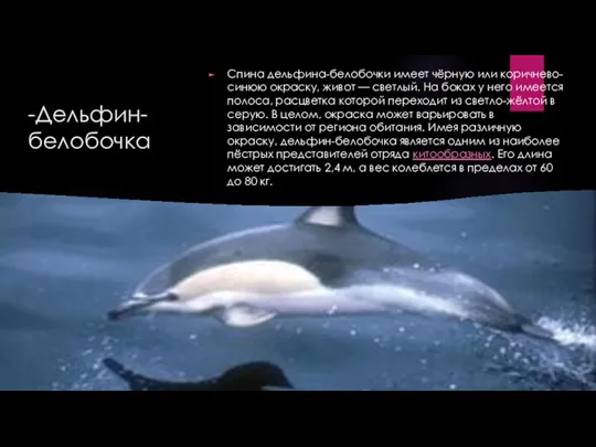 -Дельфин-белобочка Спина дельфина-белобочки имеет чёрную или коричнево-синюю окраску, живот — светлый. На