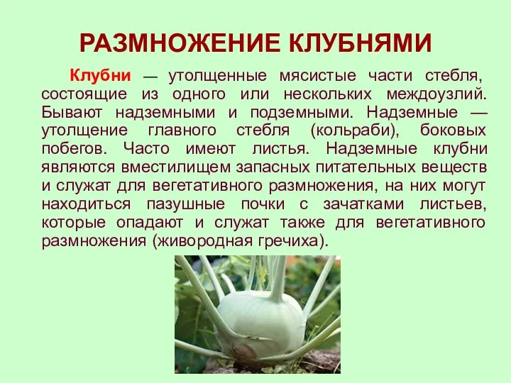 РАЗМНОЖЕНИЕ КЛУБНЯМИ Клубни — утолщенные мясистые части стебля, состоящие из одного или