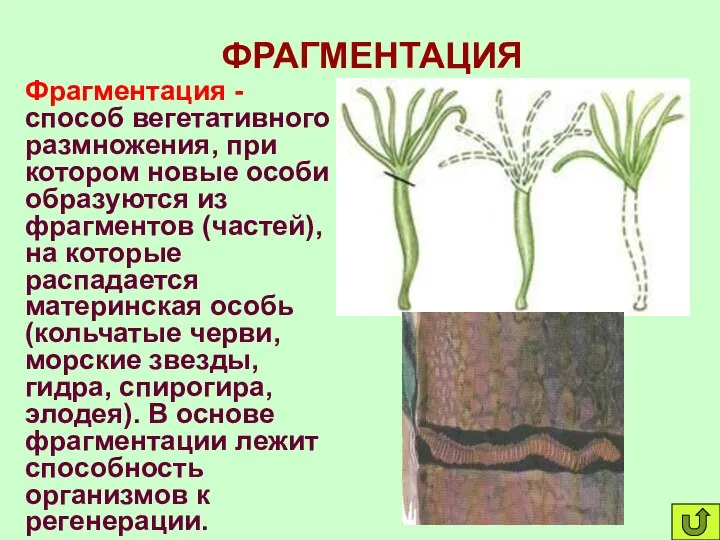 ФРАГМЕНТАЦИЯ Фрагментация - способ вегетативного размножения, при котором новые особи образуются из