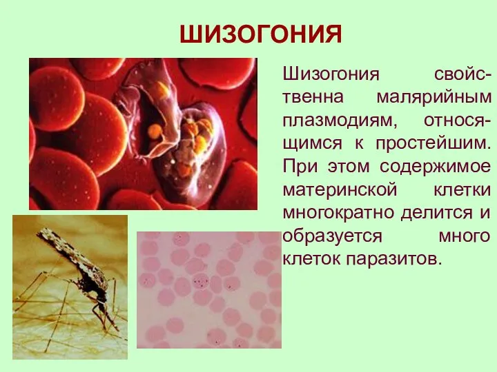ШИЗОГОНИЯ Шизогония свойс-твенна малярийным плазмодиям, относя-щимся к простейшим. При этом содержимое материнской