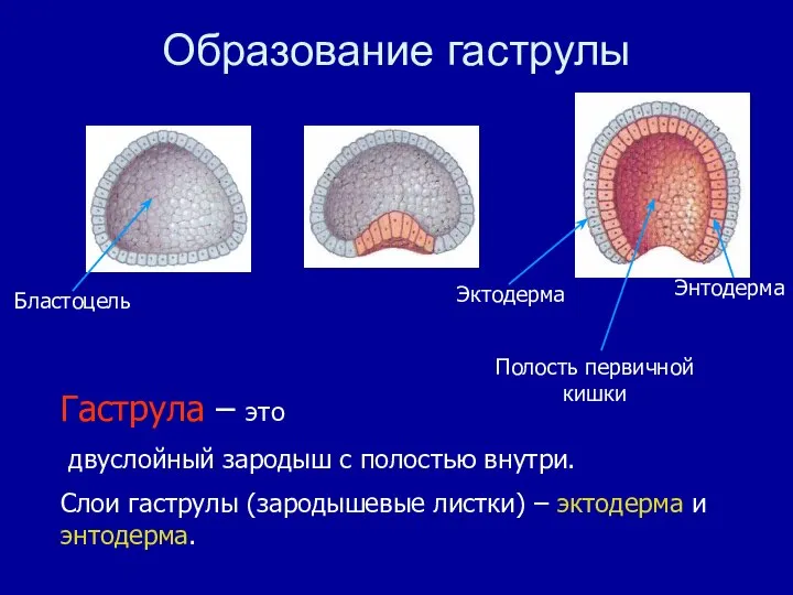 Гаструла – это двуслойный зародыш с полостью внутри. Слои гаструлы (зародышевые листки)