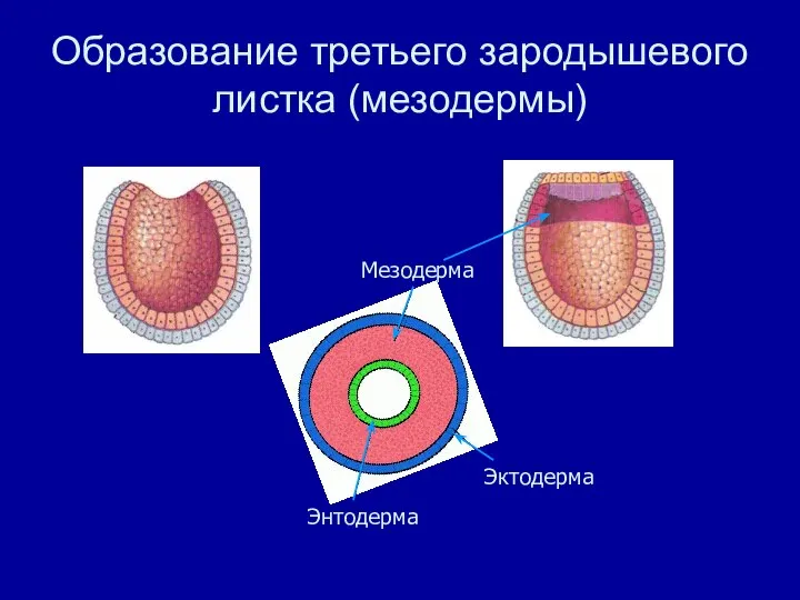 Образование третьего зародышевого листка (мезодермы) Мезодерма Эктодерма Энтодерма