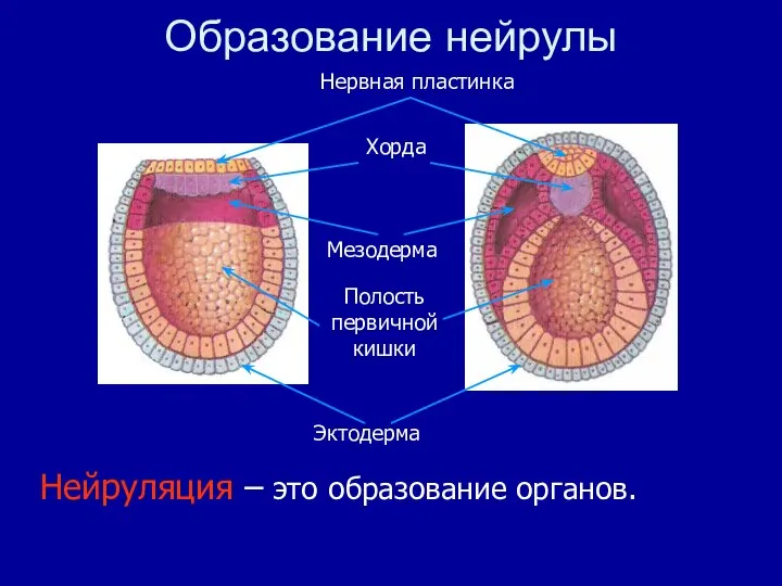 Нейруляция – это образование органов. Образование нейрулы Полость первичной кишки Эктодерма Мезодерма Нервная пластинка Хорда