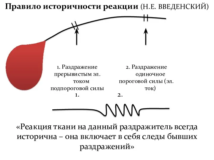 Правило историчности реакции (Н.Е. ВВЕДЕНСКИЙ) 1. Раздражение прерывистым эл. током подпороговой силы