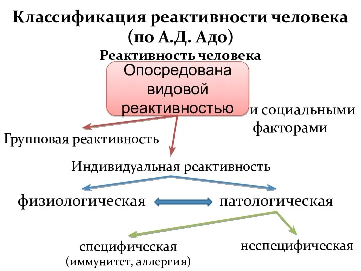 Классификация реактивности человека (по А.Д. Адо) Реактивность человека Опосредована видовой реактивностью и