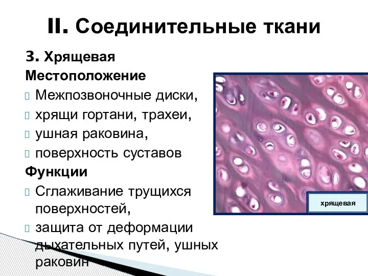 3. Хрящевая Местоположение Межпозвоночные диски, хрящи гортани, трахеи, ушная раковина, поверхность суставов