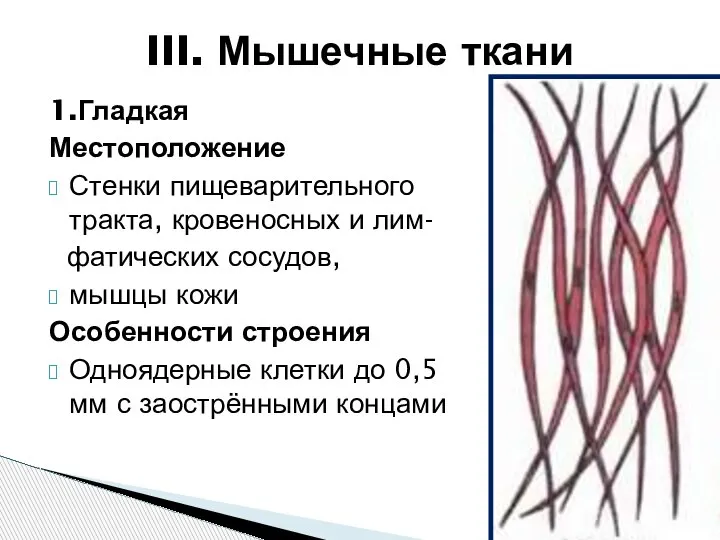 1.Гладкая Местоположение Стенки пищеварительного тракта, кровеносных и лим- фатических сосудов, мышцы кожи