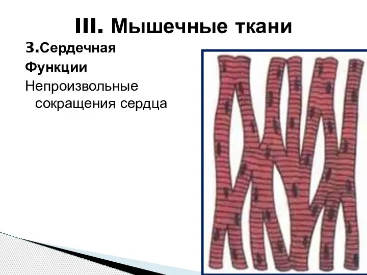 3.Сердечная Функции Непроизвольные сокращения сердца III. Мышечные ткани