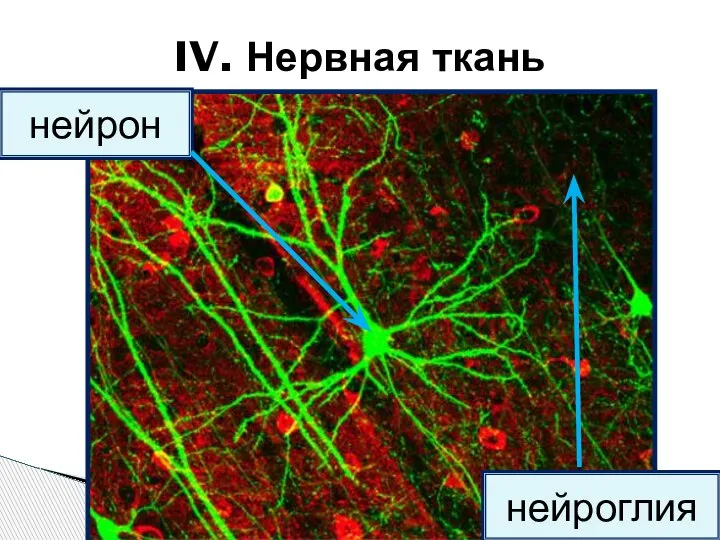 IV. Нервная ткань нейроглия нейрон