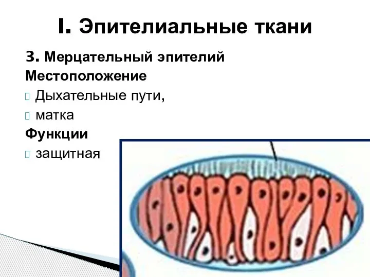 3. Мерцательный эпителий Местоположение Дыхательные пути, матка Функции защитная I. Эпителиальные ткани