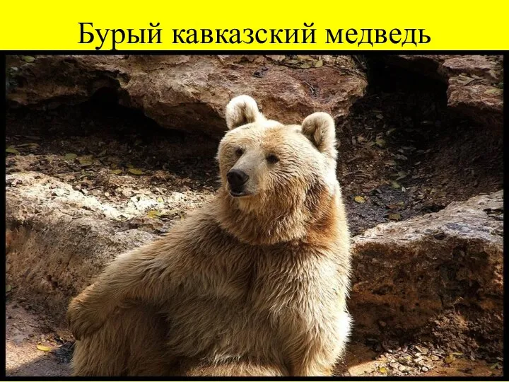 Бурый кавказский медведь