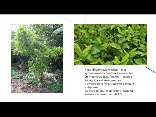 Кока (Erythróxylum cóca) – вид кустарниковых растений семейства Эритроксиловые. Родина – северо-запад