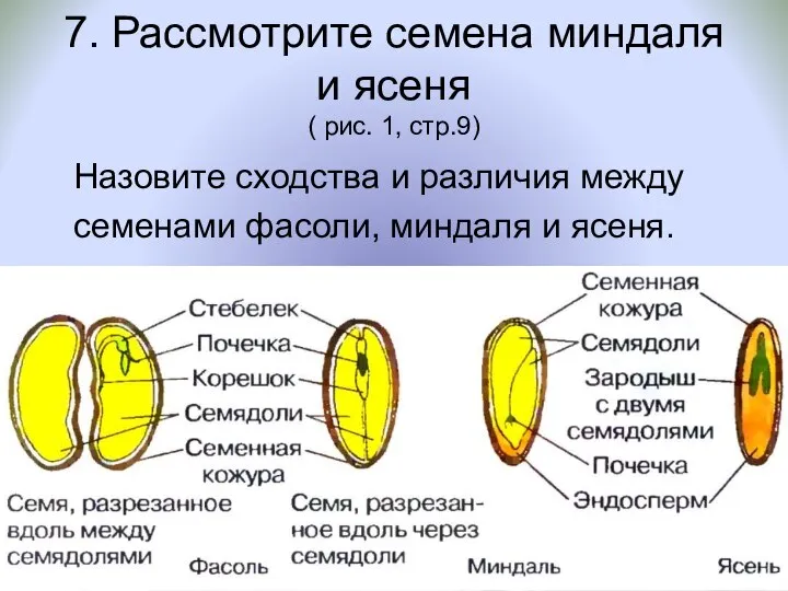 7. Рассмотрите семена миндаля и ясеня ( рис. 1, стр.9) Назовите сходства