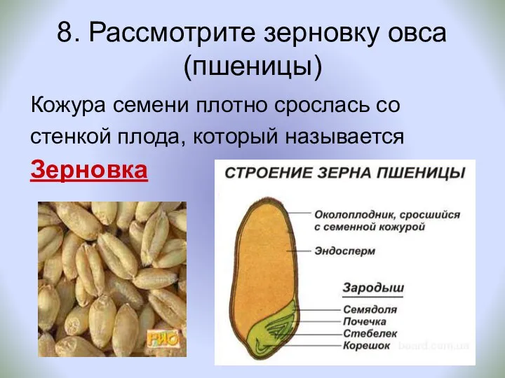 8. Рассмотрите зерновку овса (пшеницы) Кожура семени плотно срослась со стенкой плода, который называется Зерновка