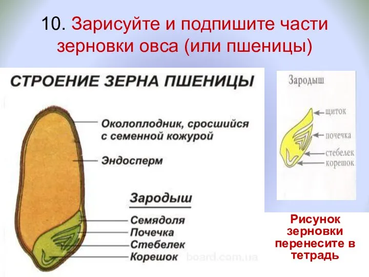 10. Зарисуйте и подпишите части зерновки овса (или пшеницы) Рисунок зерновки перенесите в тетрадь