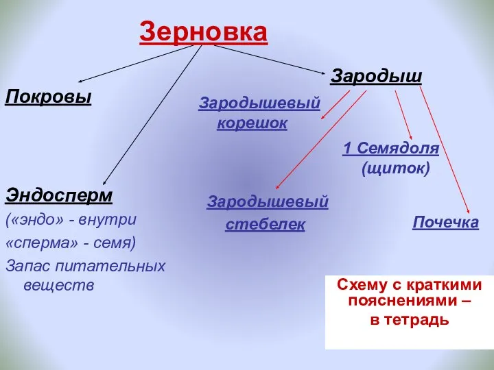 Зерновка 1 Семядоля (щиток) Эндосперм («эндо» - внутри «сперма» - семя) Запас