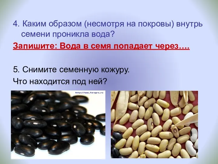 4. Каким образом (несмотря на покровы) внутрь семени проникла вода? Запишите: Вода