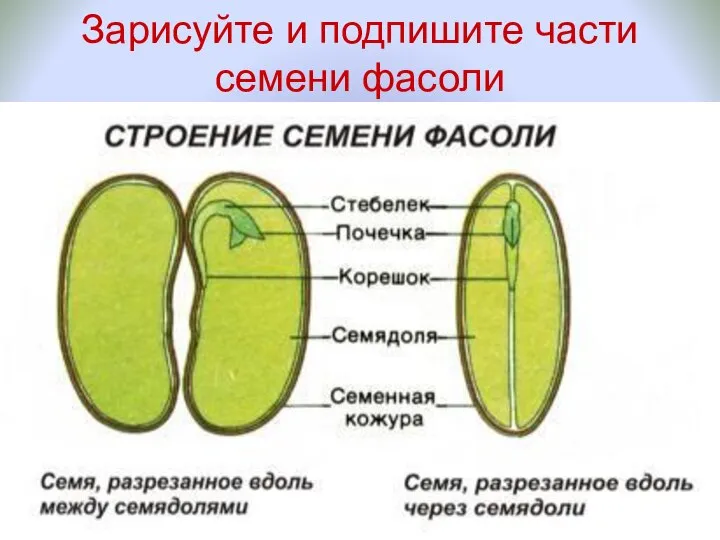 Зарисуйте и подпишите части семени фасоли