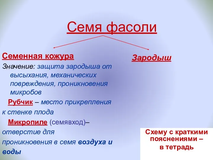 Семя фасоли Семенная кожура Значение: защита зародыша от высыхания, механических повреждения, проникновения