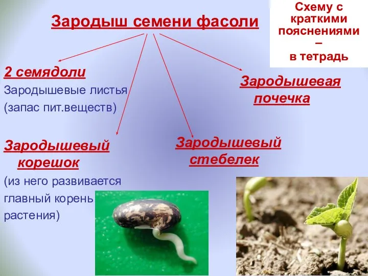 Зародыш семени фасоли Зародышевая почечка Зародышевый корешок (из него развивается главный корень