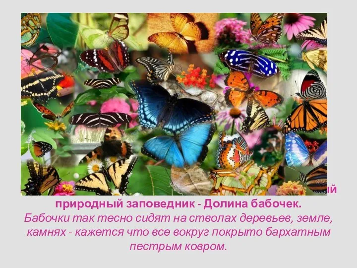 На греческом острове Родос расположен уникальный природный заповедник - Долина бабочек. Бабочки