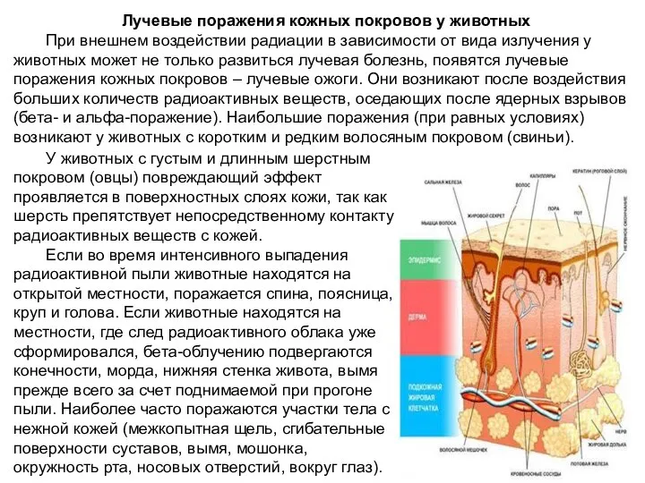 У животных с густым и длинным шерстным покровом (овцы) повреждающий эффект проявляется