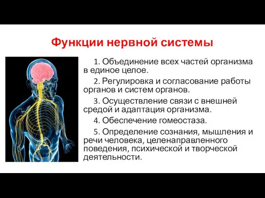 Функции нервной системы 1. Объединение всех частей организма в единое целое. 2.