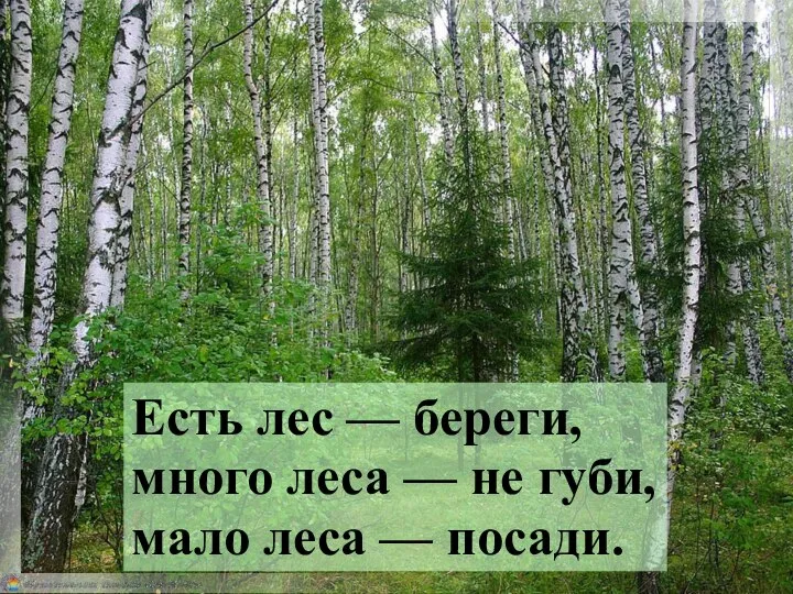 Есть лес — береги, много леса — не губи, мало леса — посади.