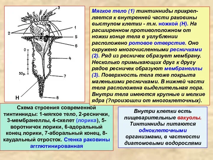 Схема строения современной тинтинниды: 1-мягкое тело, 2-реснички, 3-мембранеллы, 4-скелет (лорика), 5-воротничок лорики,