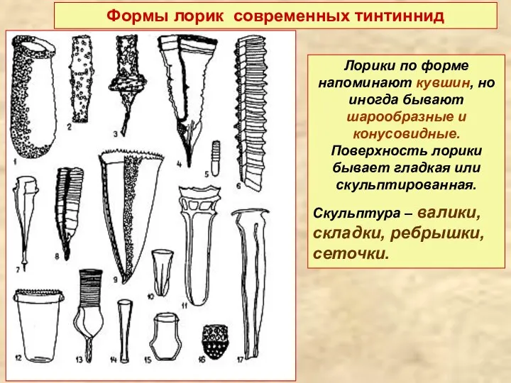 Формы лорик современных тинтиннид Лорики по форме напоминают кувшин, но иногда бывают