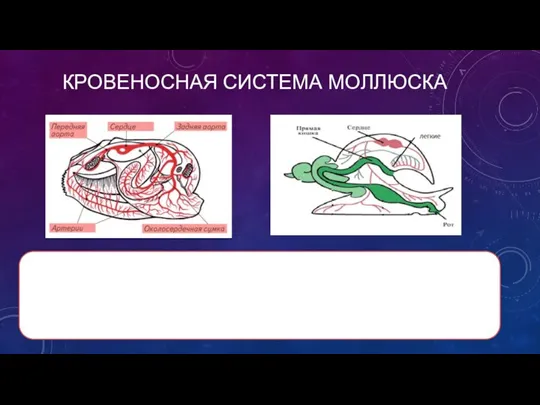 КРОВЕНОСНАЯ СИСТЕМА МОЛЛЮСКА