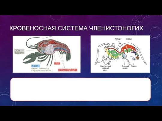 КРОВЕНОСНАЯ СИСТЕМА ЧЛЕНИСТОНОГИХ